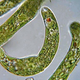 Euglena. (Credit: Deuterostome)